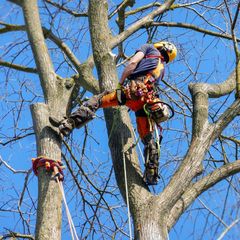 A man is climbing a tree with a chainsaw.