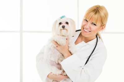 Affordable Online Pet Meds Supplies Home Delivery Myrtle