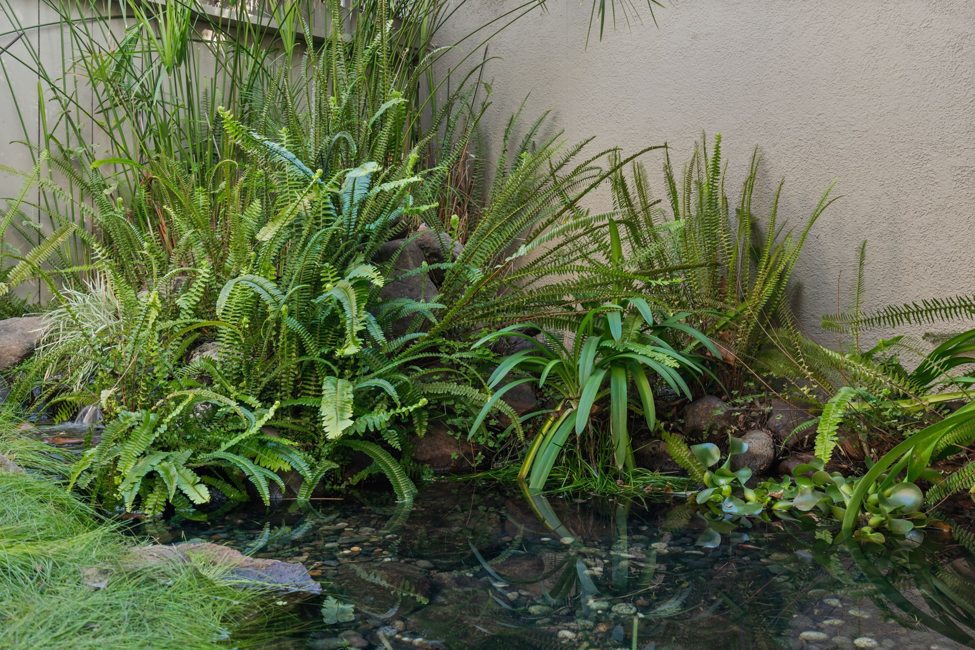 A pond surrounded by plants and rocks in a garden.