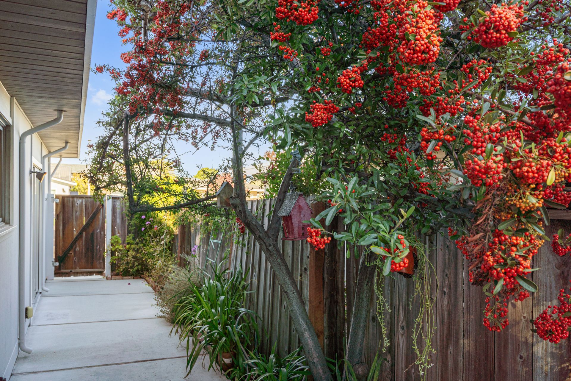 A tree with red berries is in front of a wooden fence.