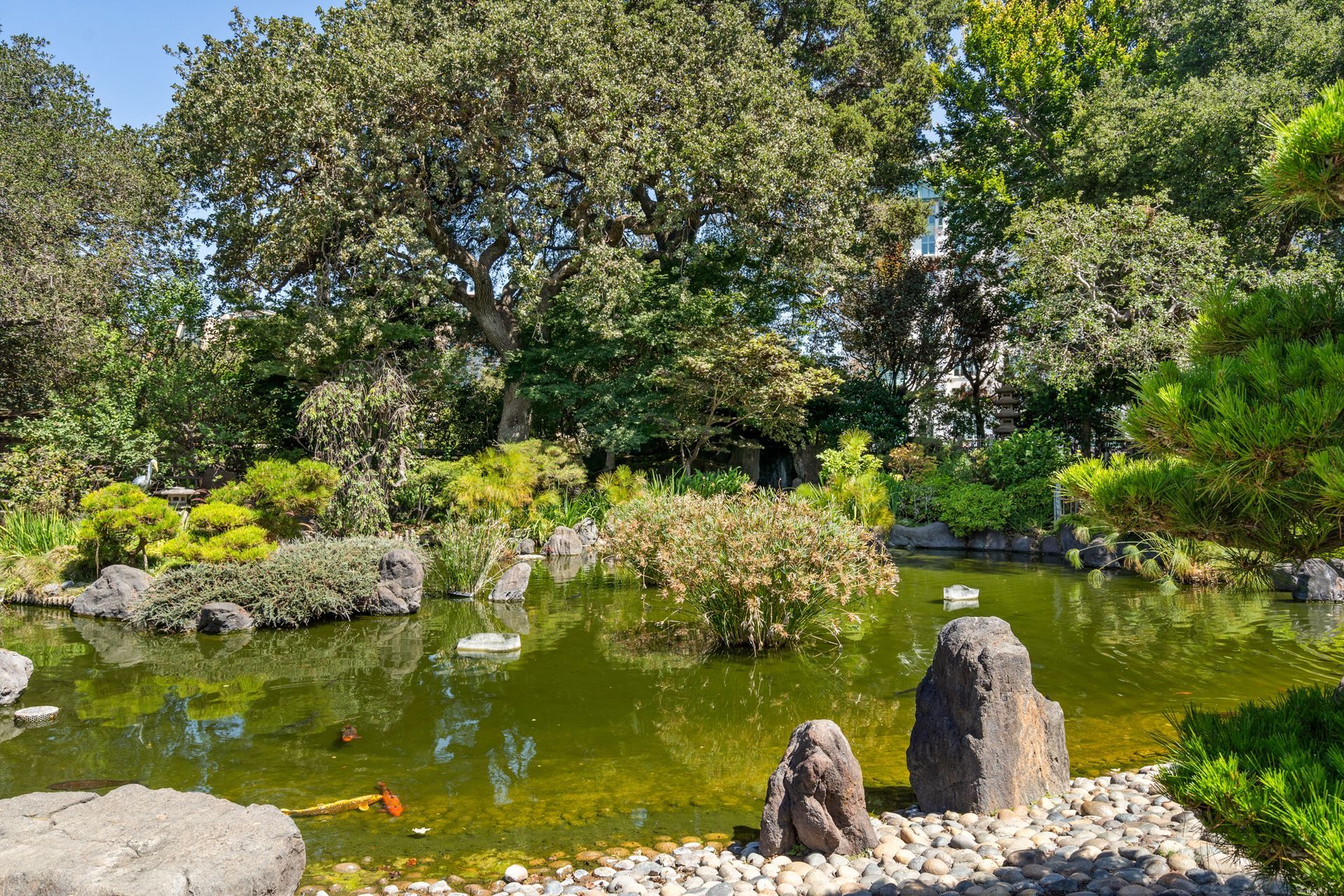 A pond surrounded by trees and rocks in a park.
