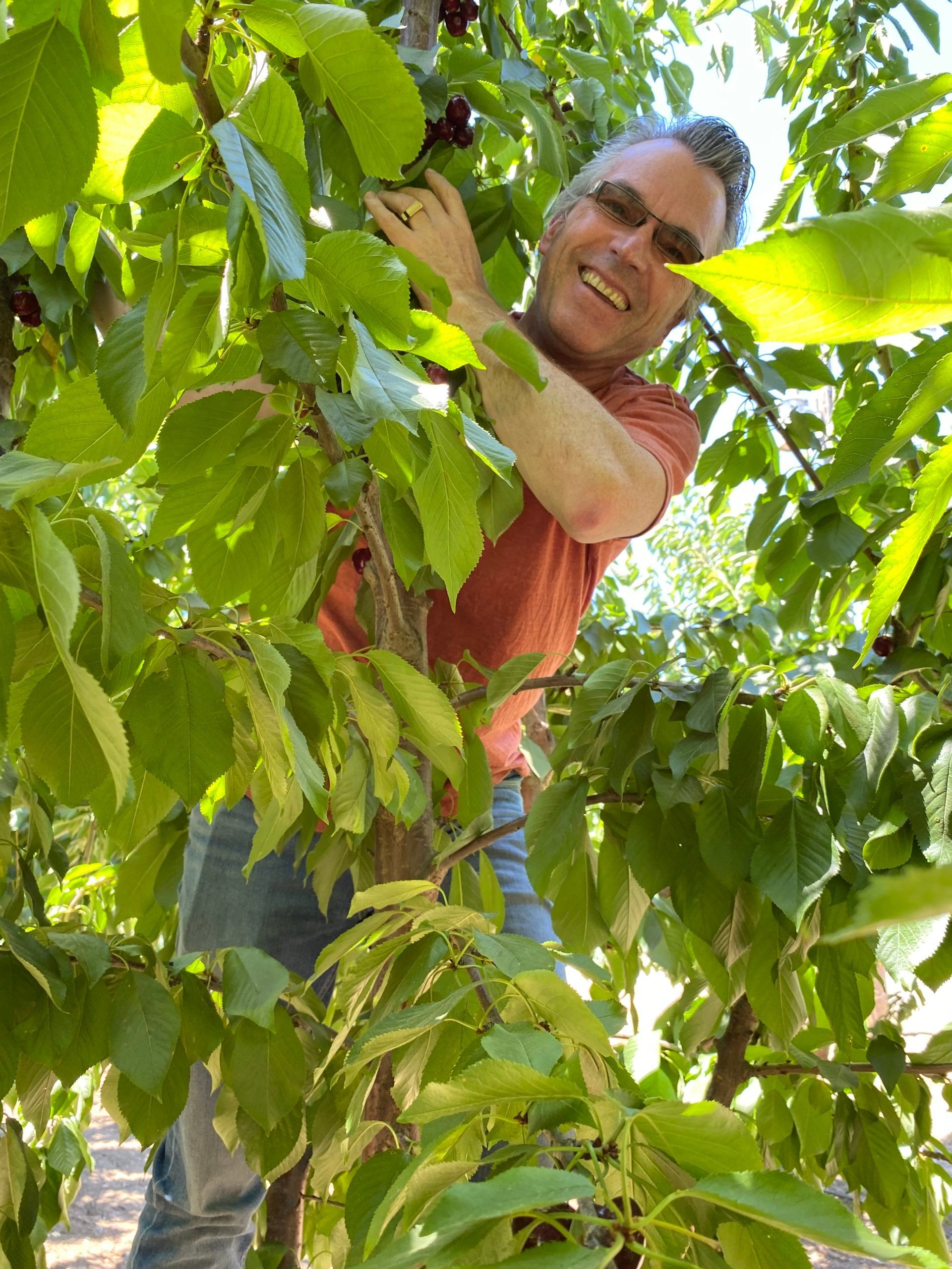 A man is picking cherries from a tree.