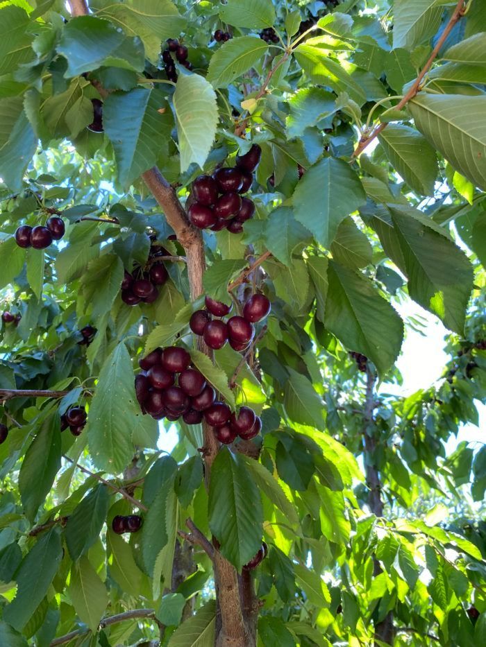A bunch of cherries hanging from a tree branch