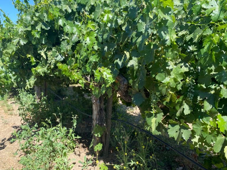 A bunch of grapes are growing on a vine in a vineyard.