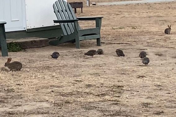 A group of rabbits and birds are standing in the dirt near a chair.