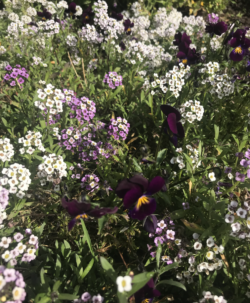 A field of purple and white flowers with green leaves