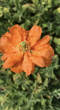 A close up of an orange flower with a bug on it.