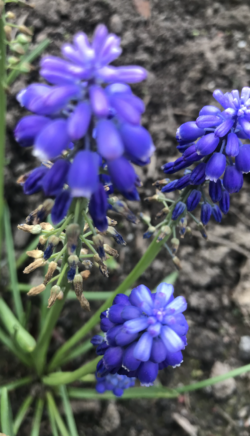 A bunch of purple flowers are growing in the dirt