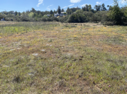 A large grassy field with trees in the background on a sunny day.