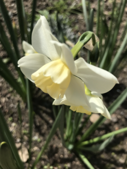 A close up of a white flower with a yellow center