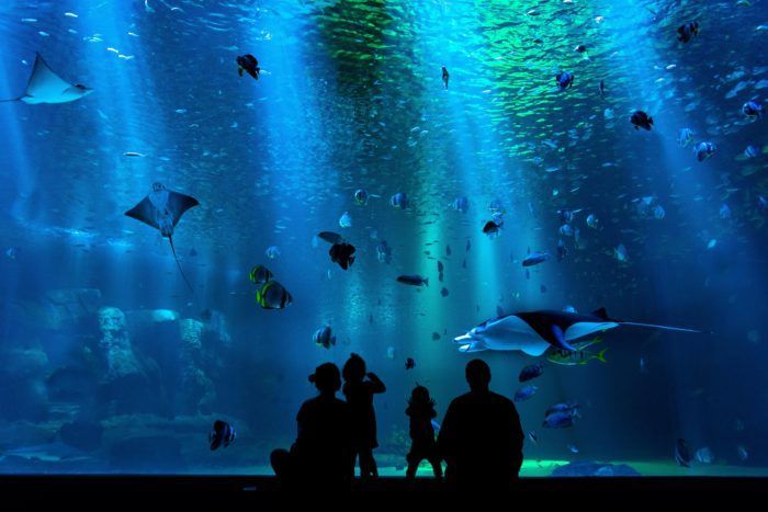 A group of people are looking at fish in an aquarium.