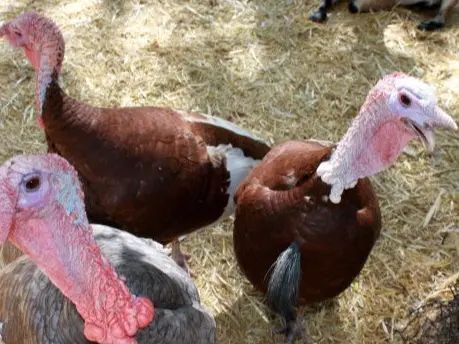 Three turkeys are standing next to each other on a pile of hay.