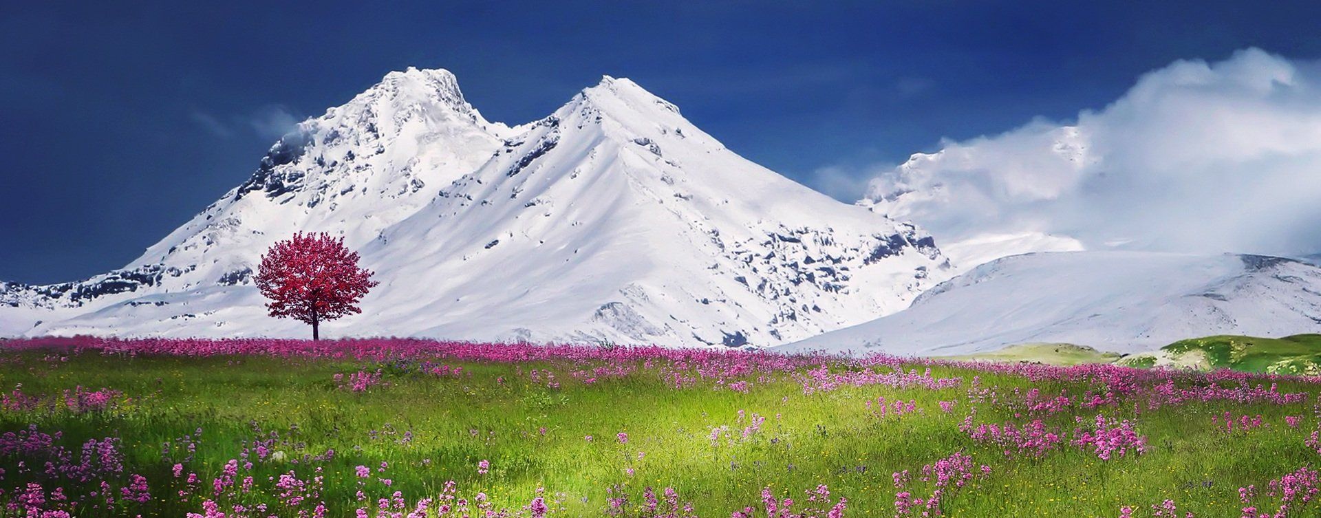 Beautiful nature scene with snow-covered mountains. lush green  and a tree with purple blossom