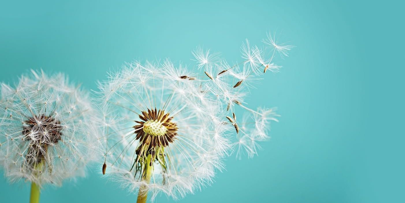 Beautiful nature scene of dandelions against a teal green background 