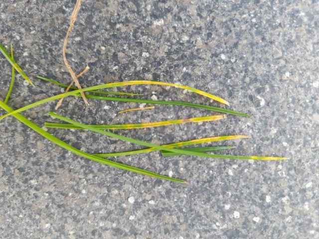 Rost