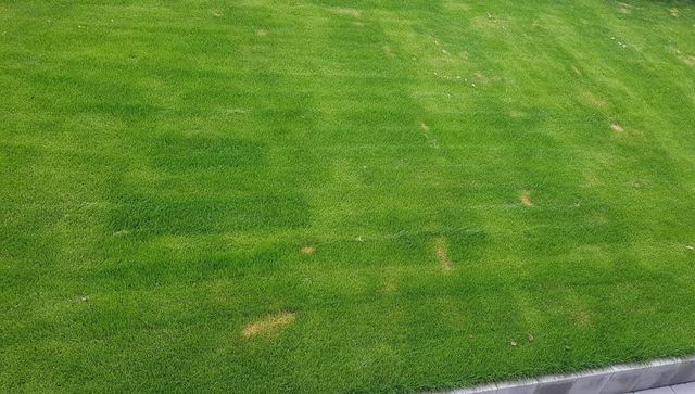 hainbuchenhecke dünger Purgrün Hainbuchenhecke-Dünger 1 kg main image 0