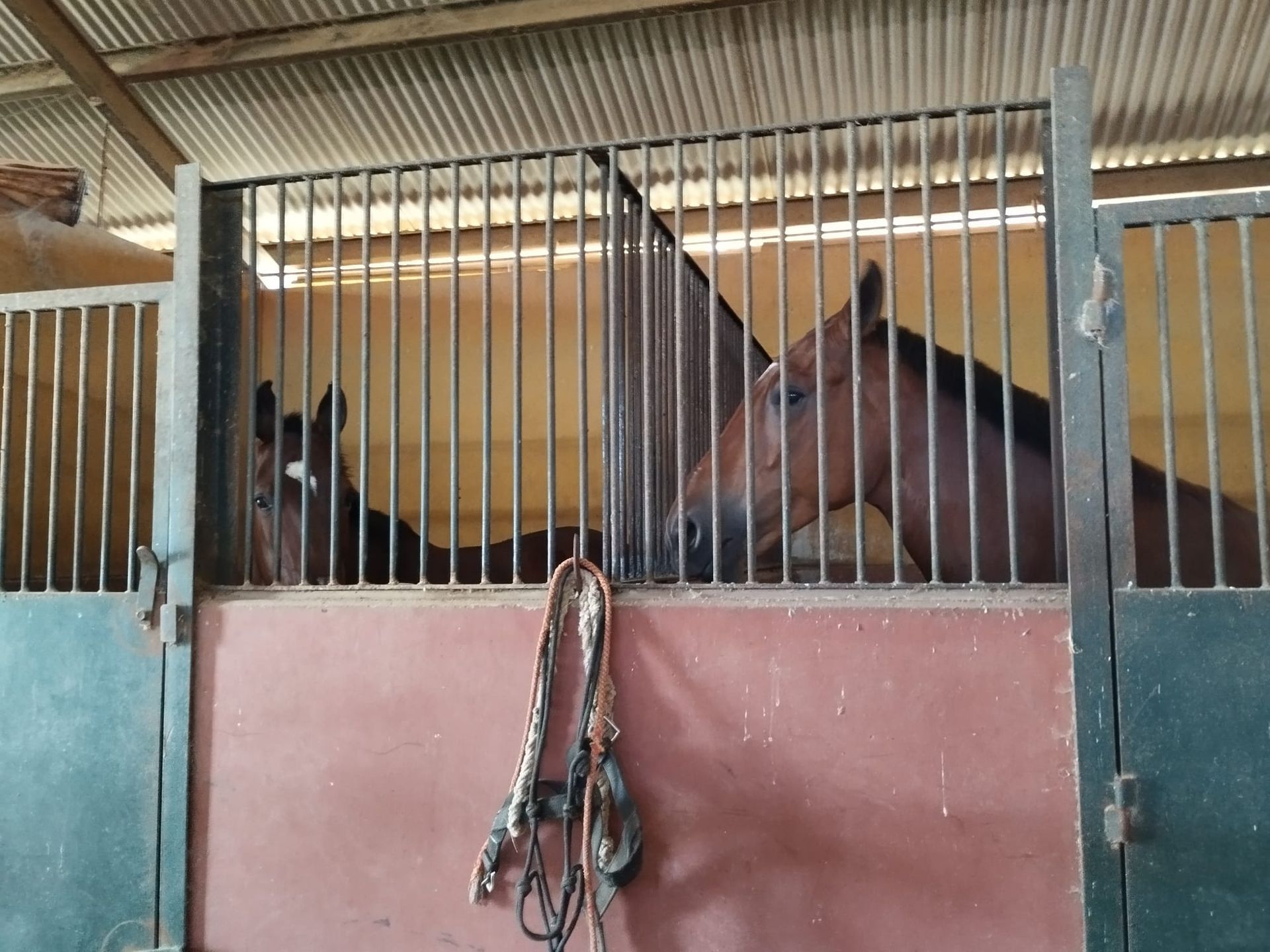 Tres caballos en los establos. Dos caballos marrones se asoman, mientras un caballo oscuro descansa al fondo.