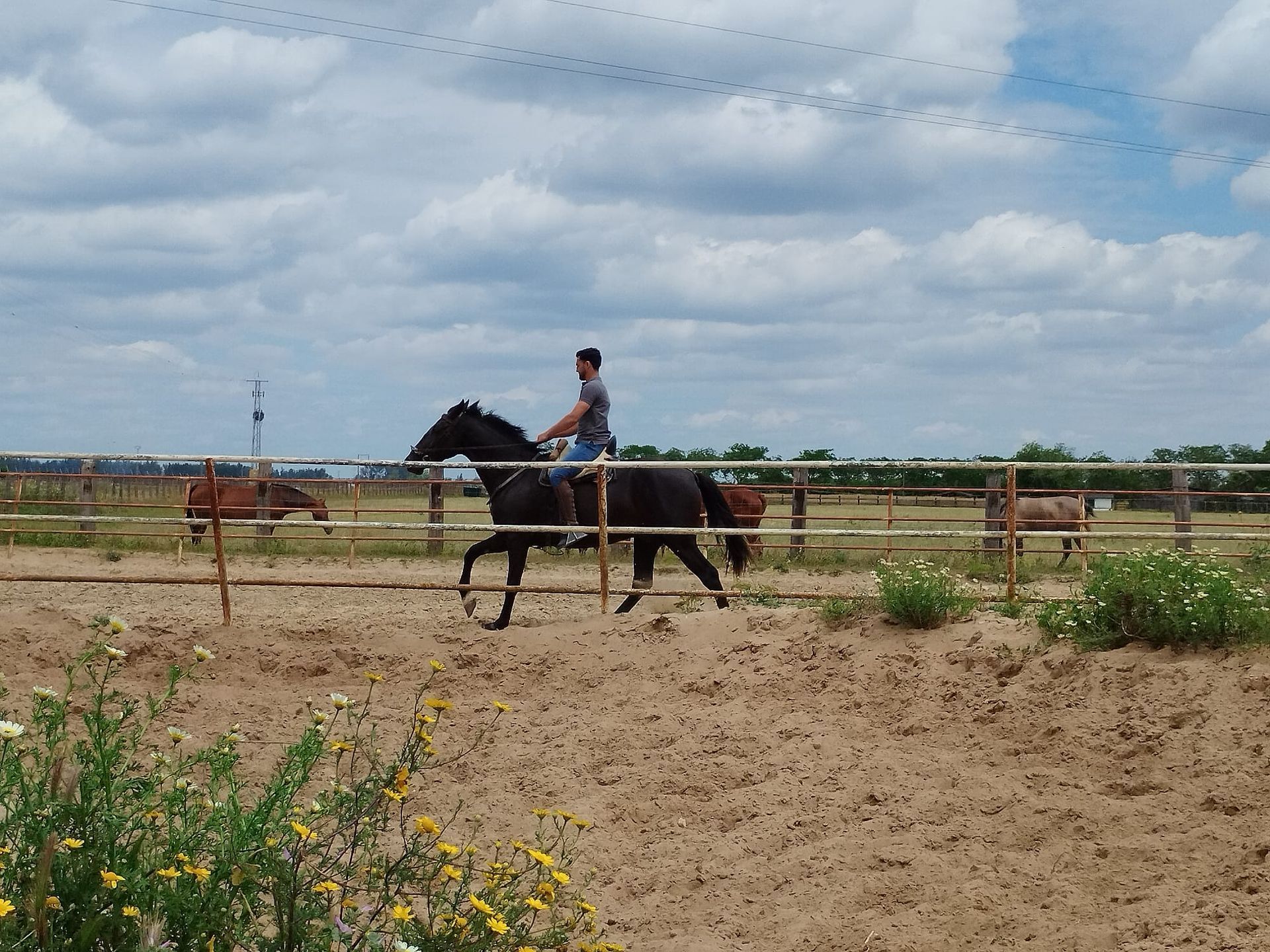 Una persona monta un caballo oscuro en un recinto arenoso al aire libre, con una cerca y otros caballos visibles. El cielo está nublado.