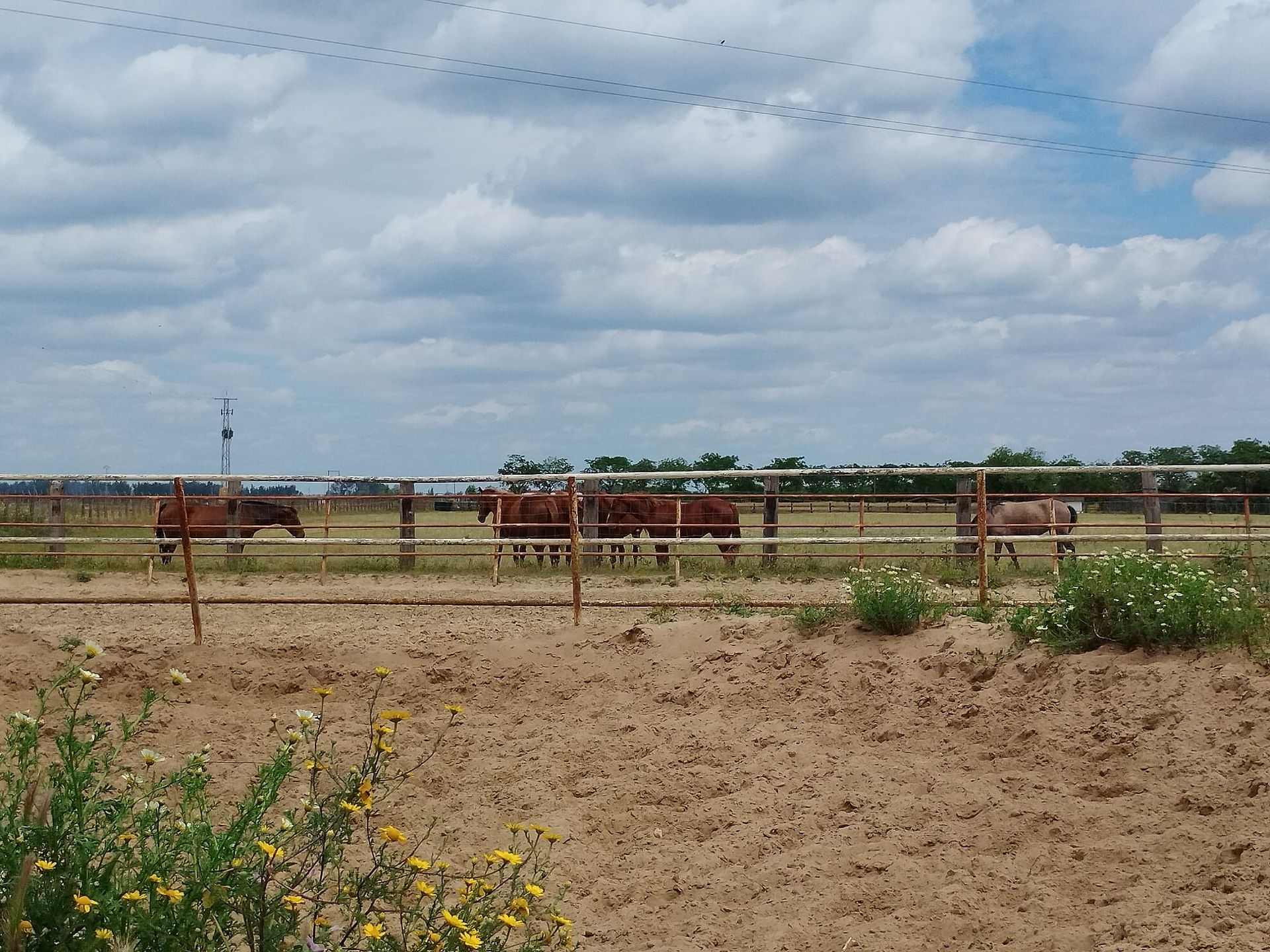 Caballos marrones en un potrero cercado bajo un cielo nublado. Flores silvestres amarillas en primer plano.