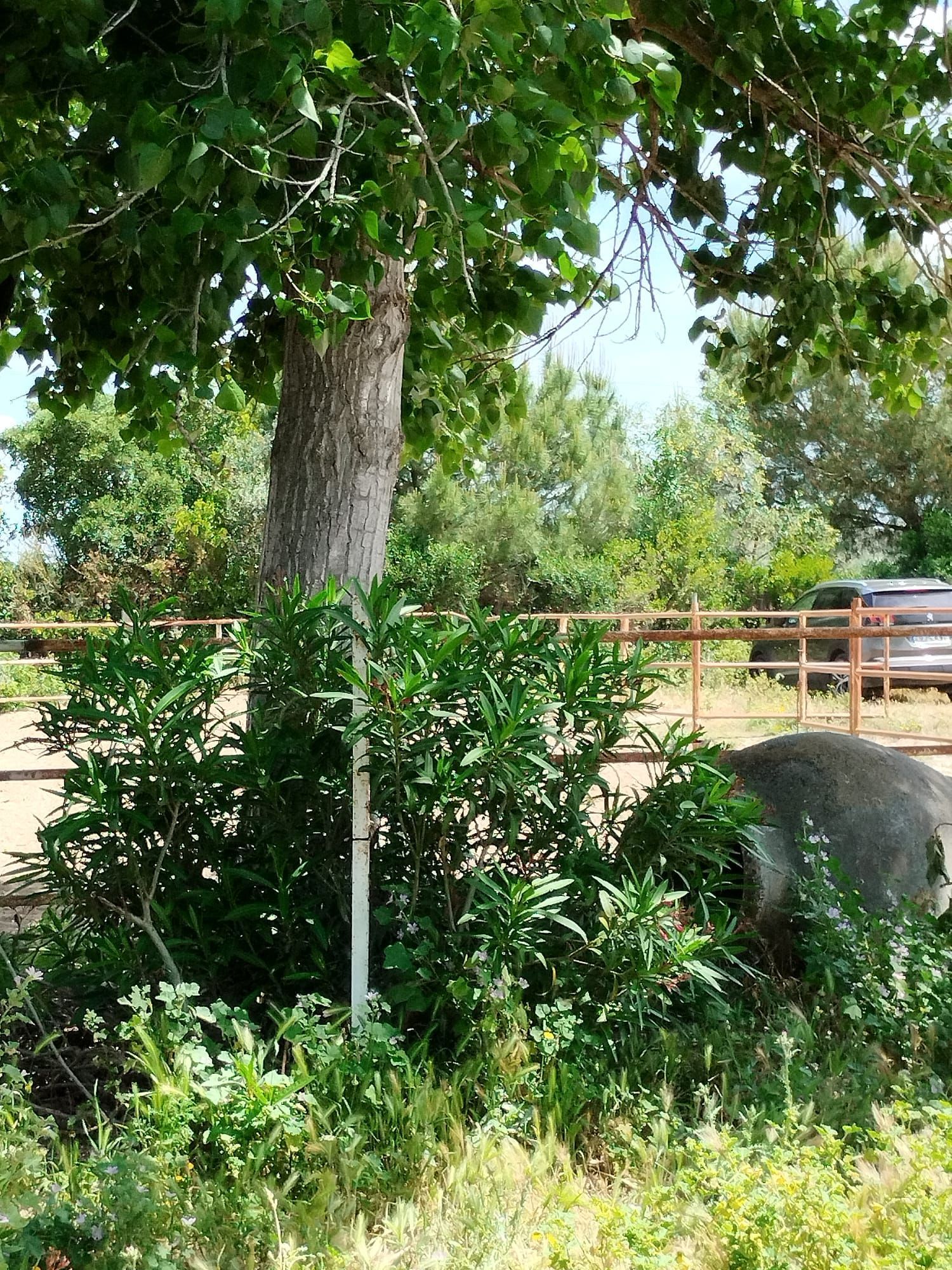 Un tronco de árbol da sombra a un arbusto verde y a una zona de césped. Una valla de madera, bancos y más árboles se ven al fondo soleado.