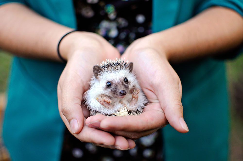 Montessori student holding a small animal