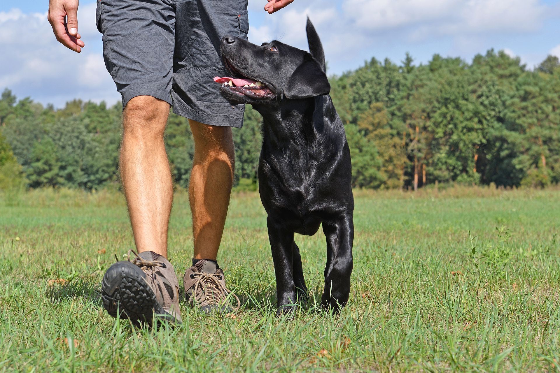 Man walking a black dog in a grassy field. The dog looks up with its mouth open.