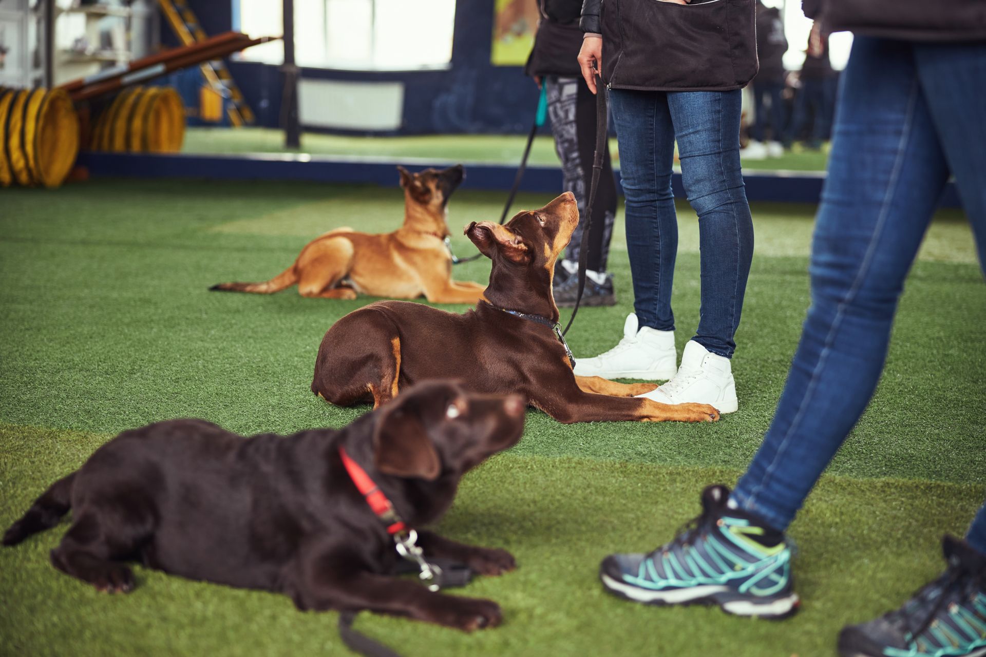 Dogs in a training class: three dogs lying down looking up at trainers in an indoor facility.