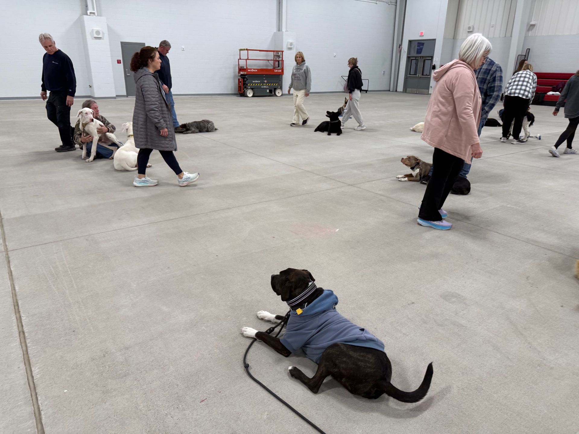 Man walking a black dog in a grassy field. The dog looks up with its mouth open.
