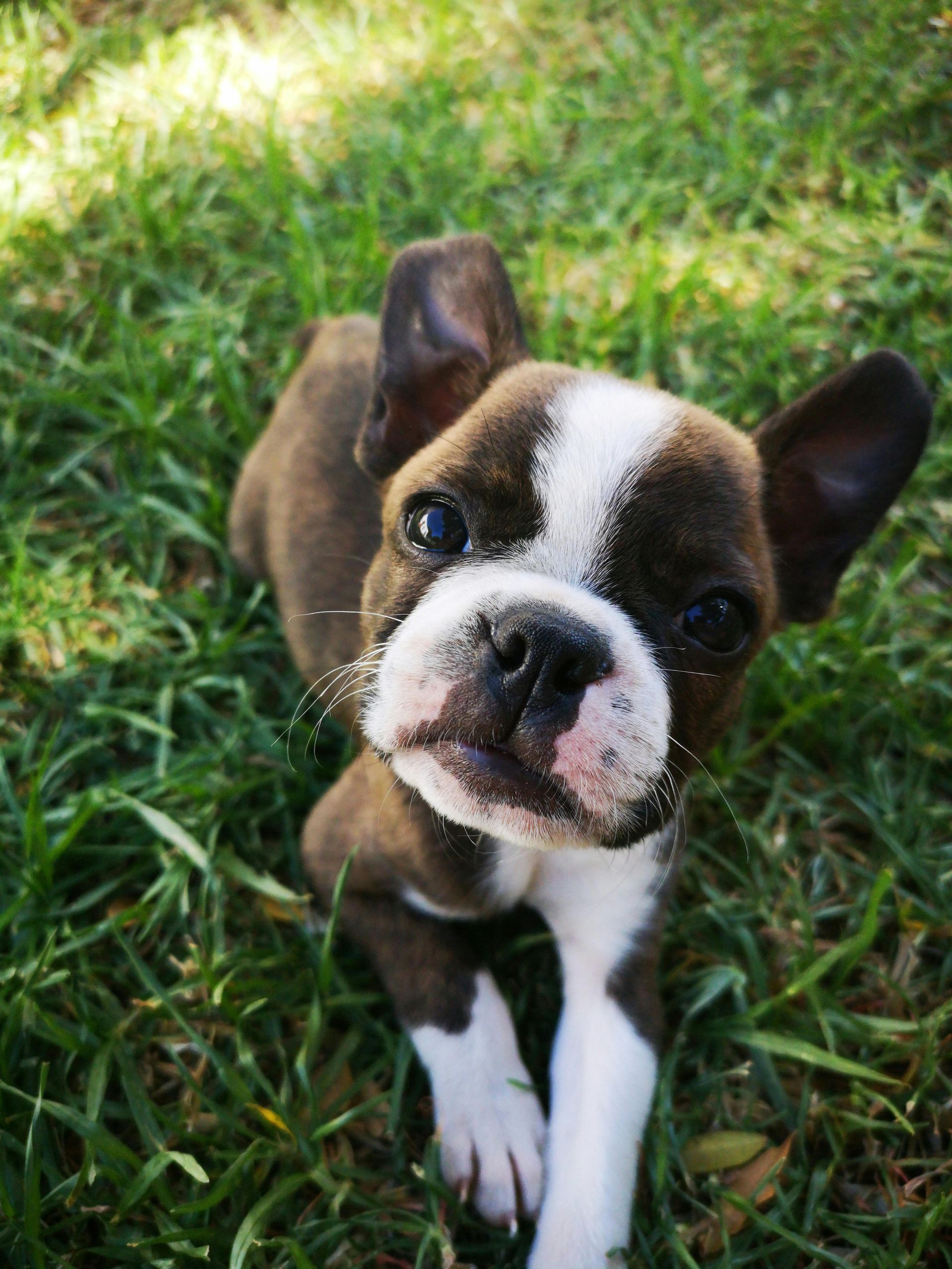 Boston terrier puppy in grass, looking up with a curious expression, brown and white fur.