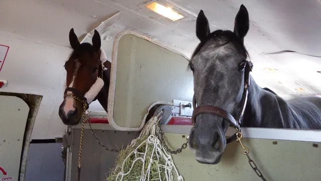 Rossi Shipping Customs Agents – ATA Carnet – exporting & re-importing horses.
ATA Carnets, Customs Declarations, Export Health Certificates, SIVEP appointments, GMR's, IPAFFS and much more.