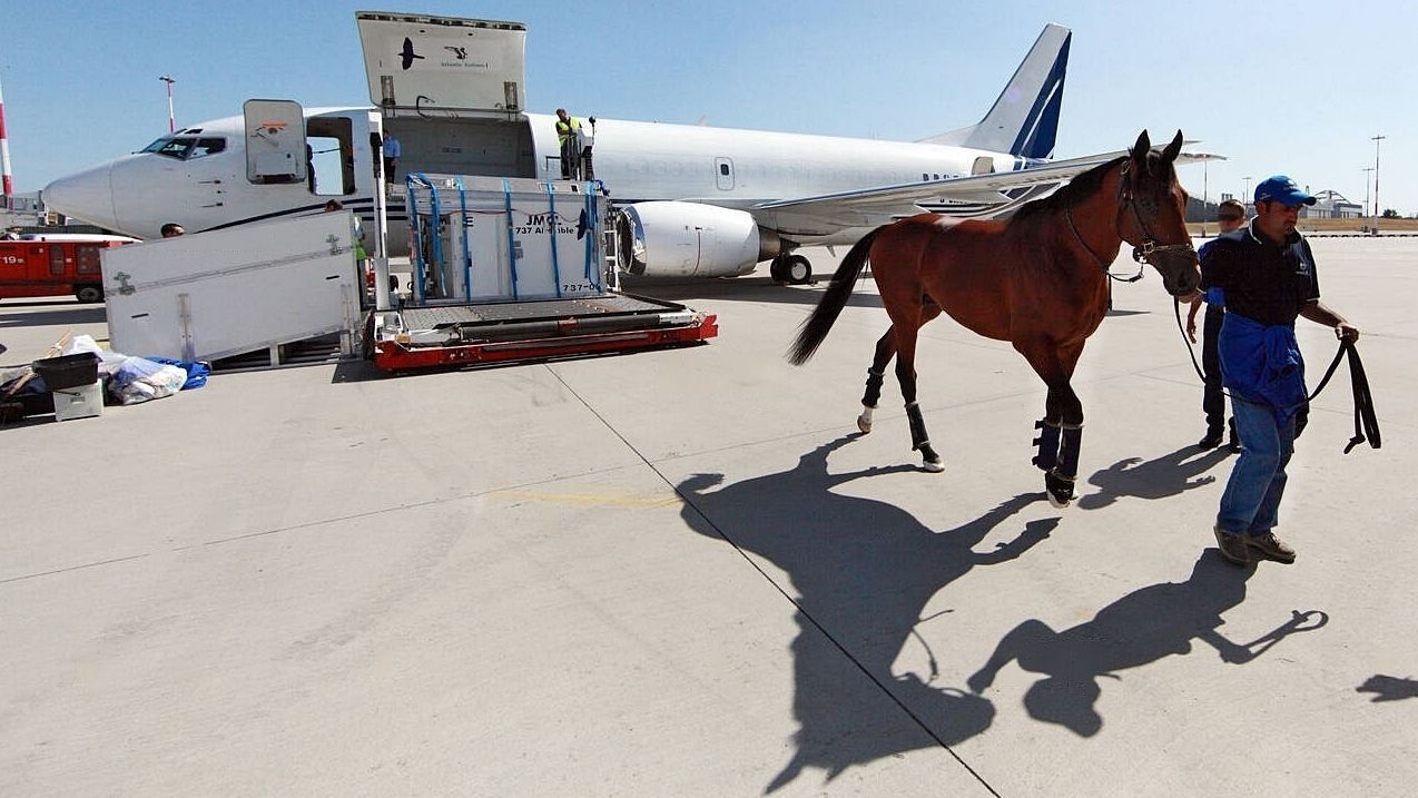 Transporting horses internationally using ATA Carnet documentation.
you need the best equine ATA Carnet specialist