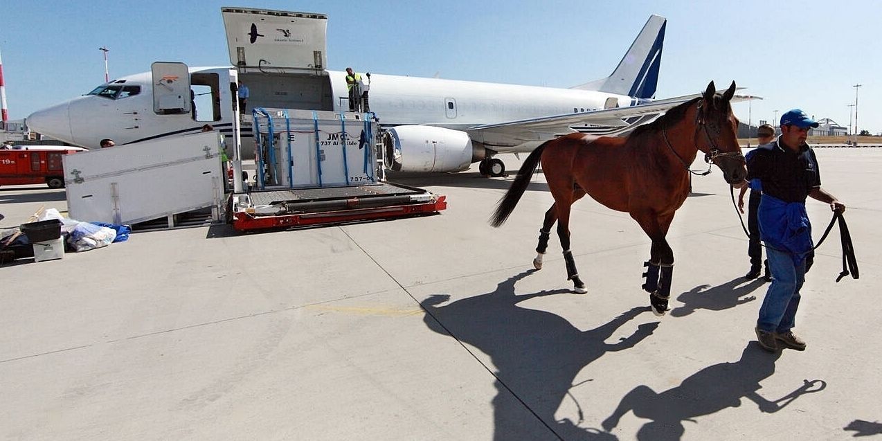 Rossi Shipping ATA Carnet Customs Specialists for ponies