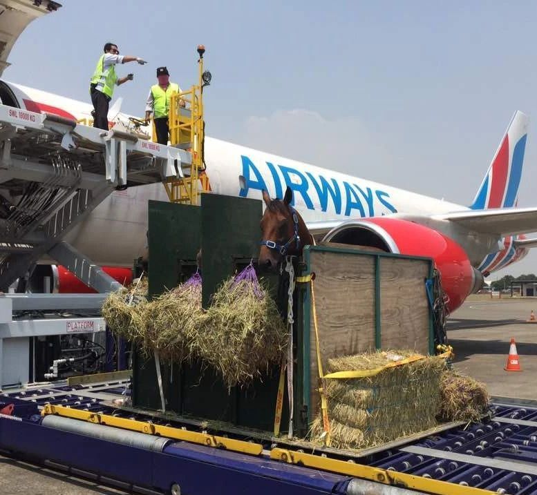 Equine ATA Carnet for Horses: Simplifying International Horse Transport from the UK