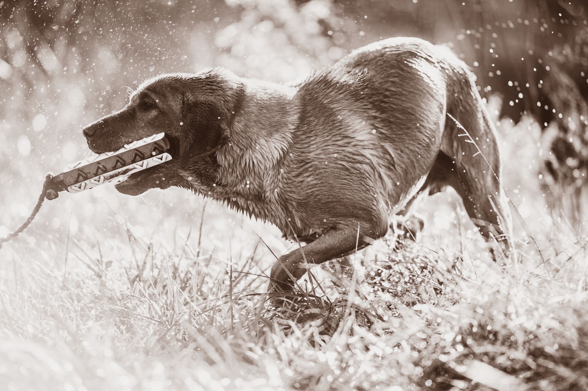 A black and white photo of a dog with a stick in its mouth