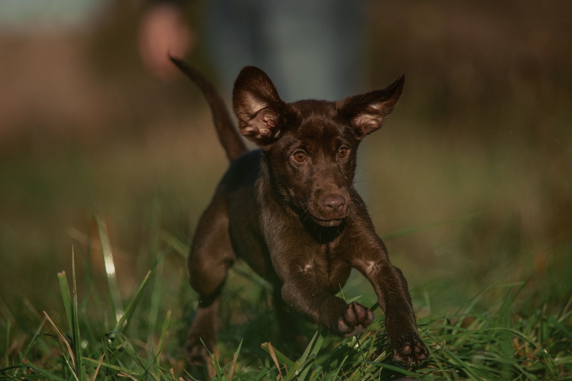 A brown puppy is running in the grass.