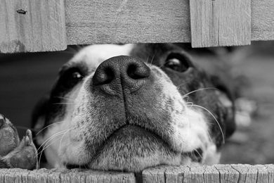 A black and white photo of a dog peeking over a wooden fence.