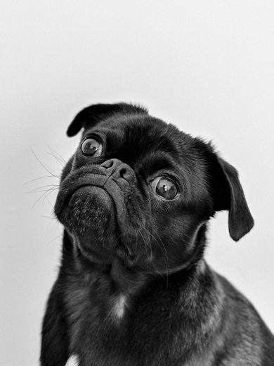 A black and white photo of a pug dog looking up