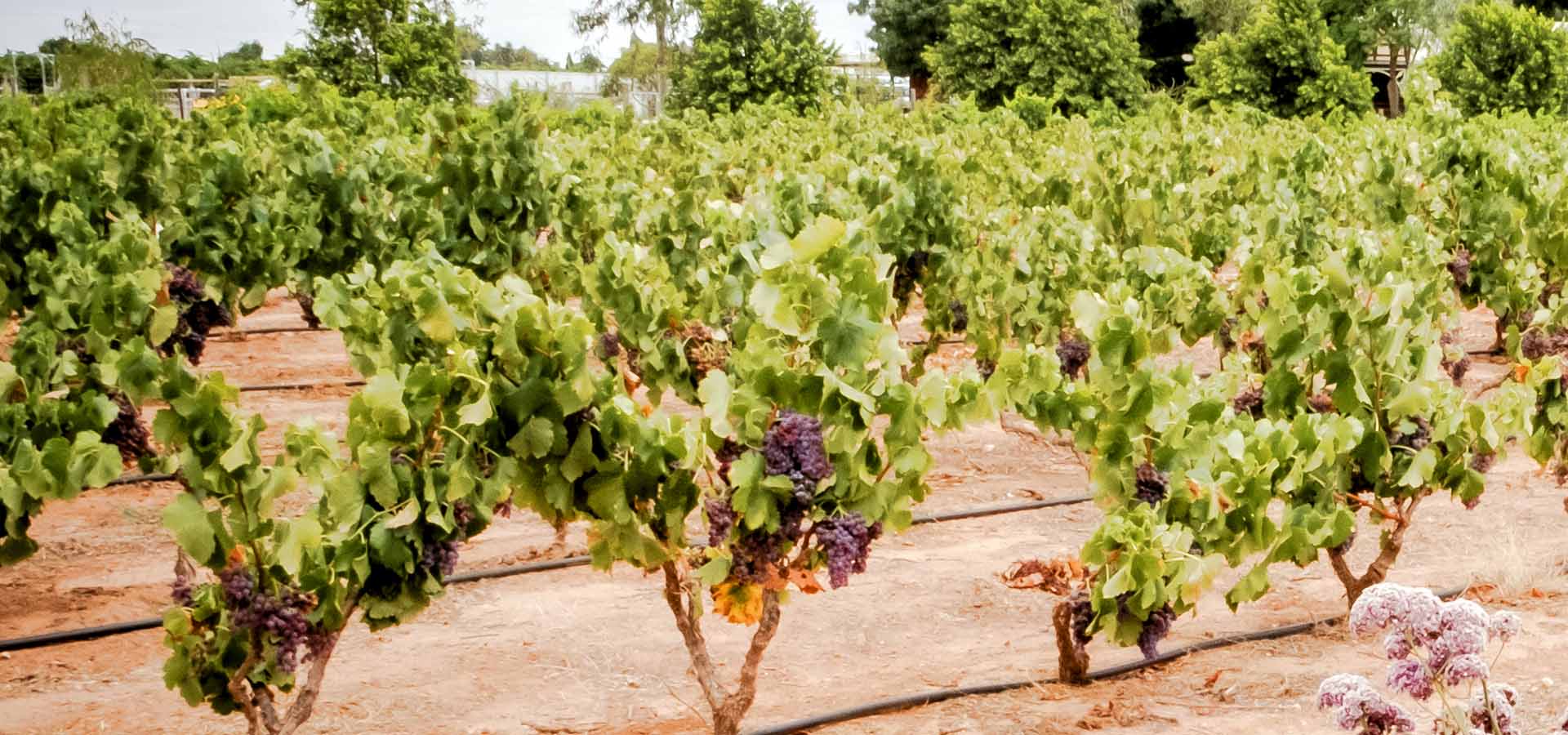 Summer at Vanden Estate Winery in Mildura