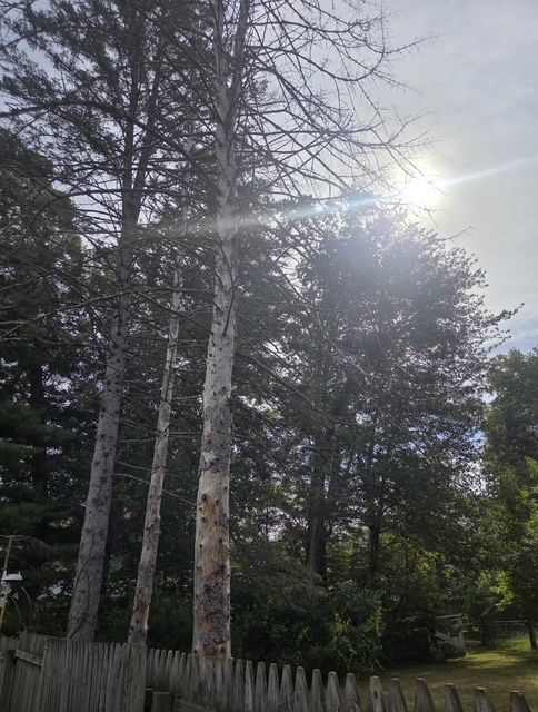 affordable tree removal