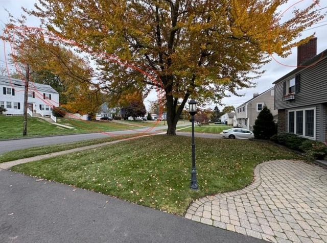 tree on public street