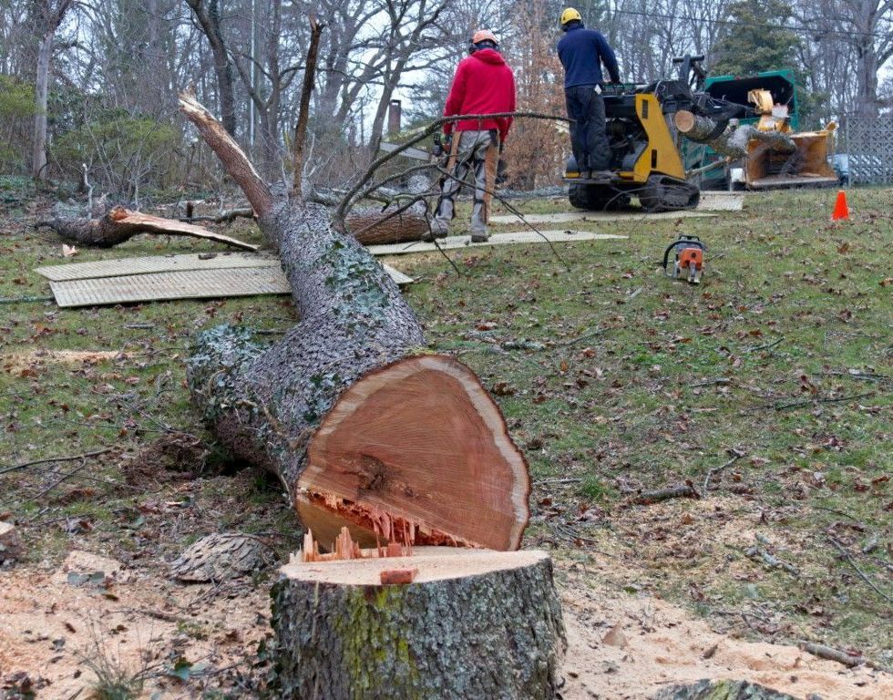 An image of Tree Removal Services in Shelton, CT