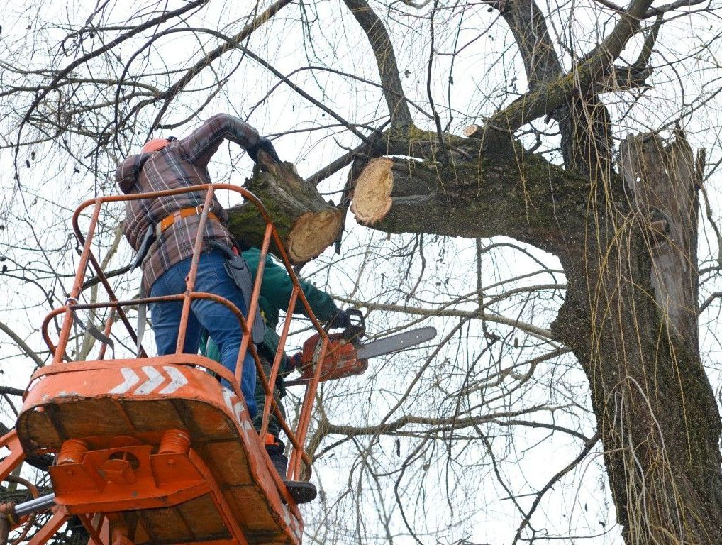 An image of Tree Trimming Services in Shelton, CT