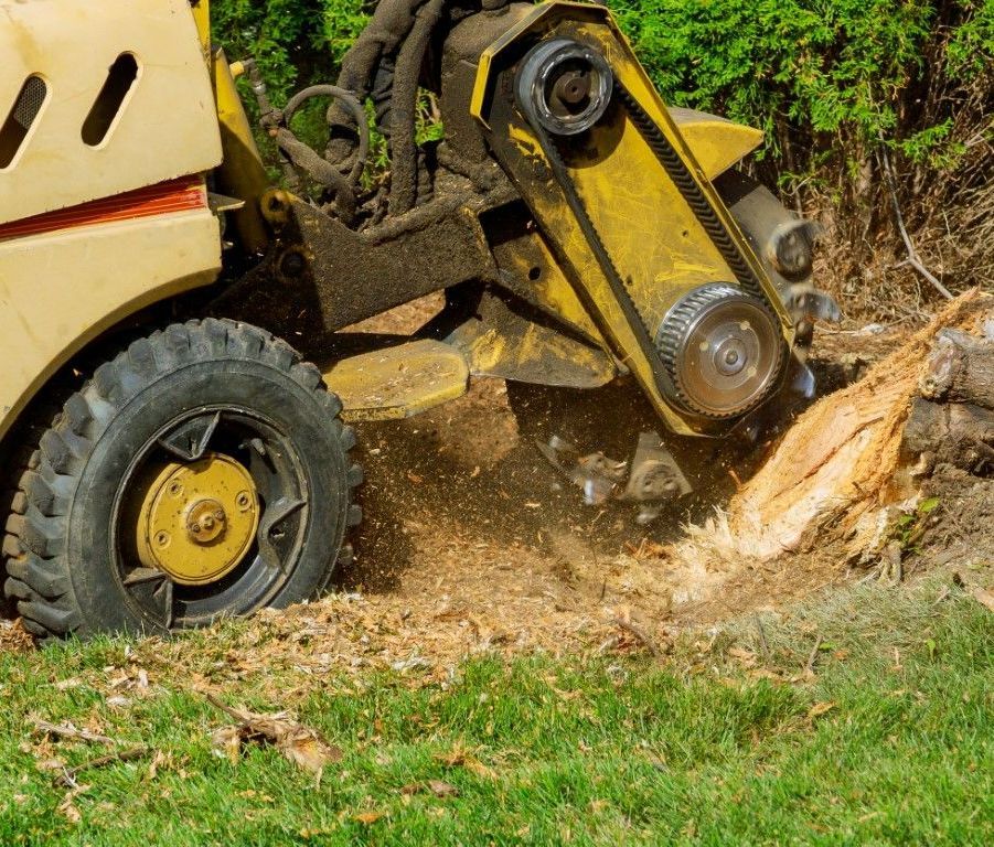 An image of Stump Grinding Services in Shelton, CT