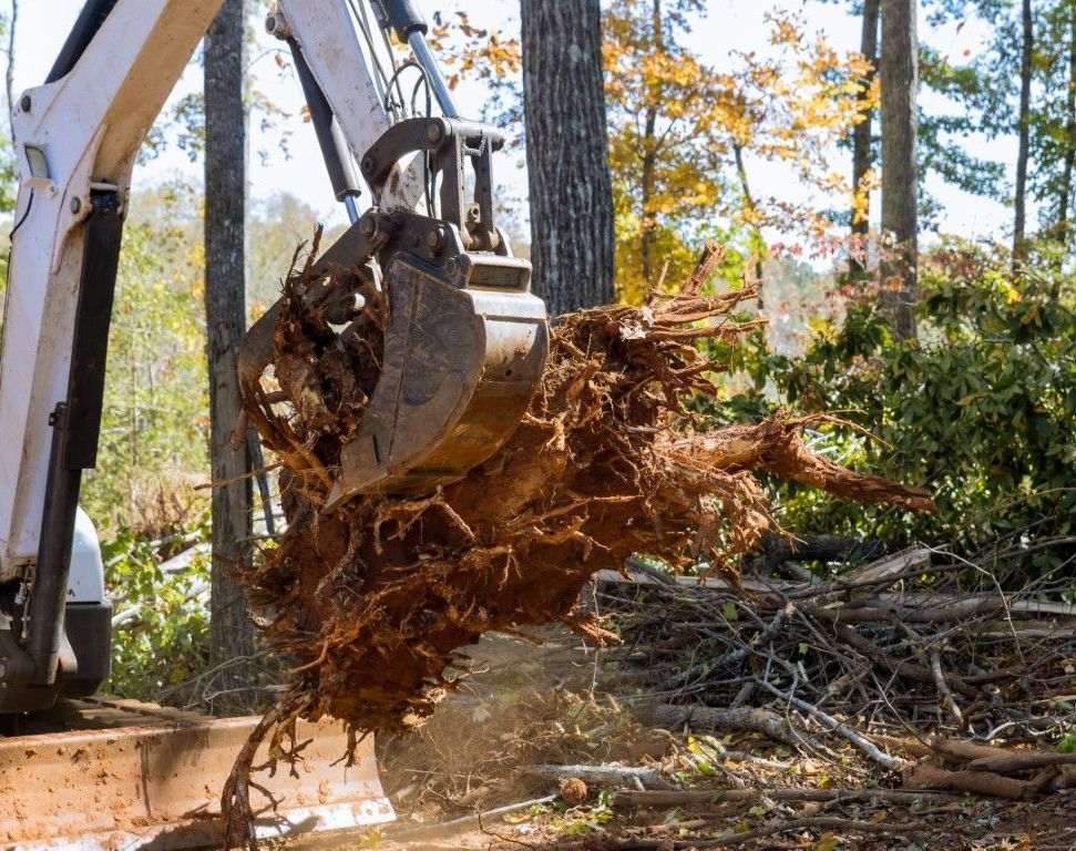 An image of Stump Grinding Services in Shelton, CT