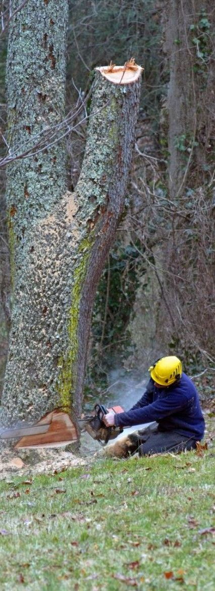 An image of Tree Removal Services in Shelton, CT