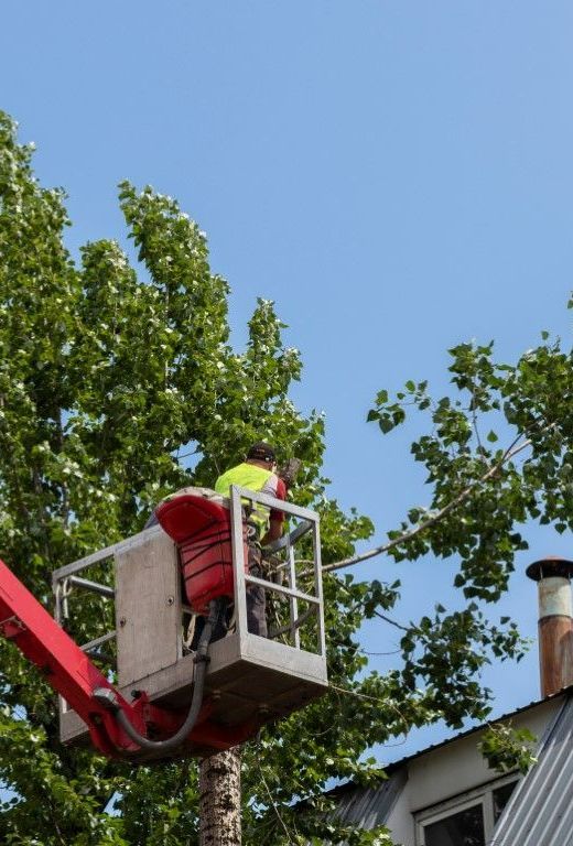 An image of Tree Trimming Services in Shelton, CT