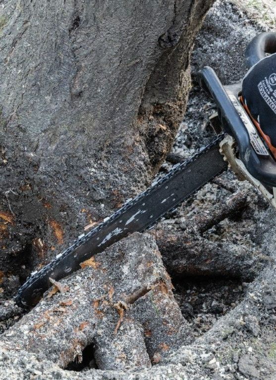 An image of Stump Grinding Services in Shelton, CT