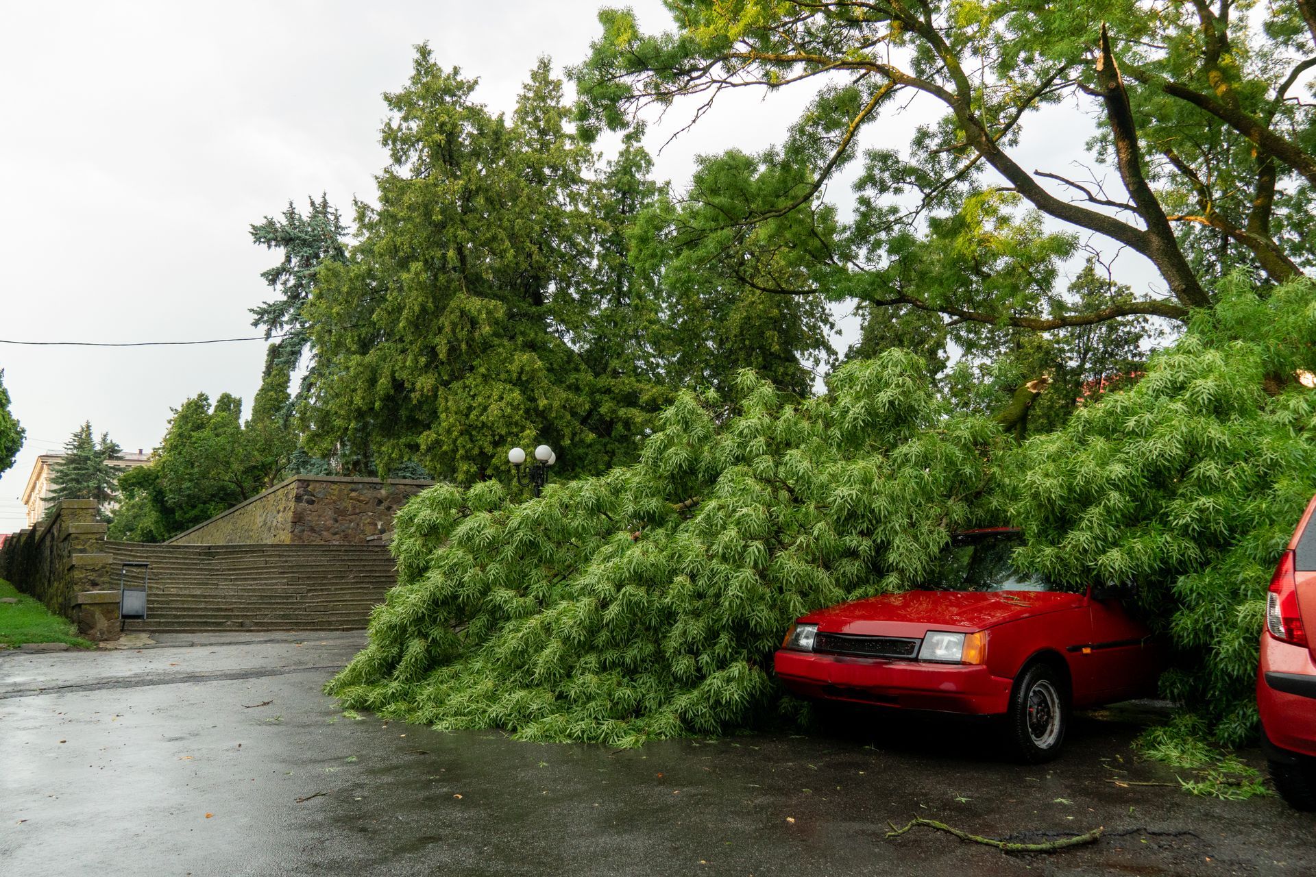 tree storm damage