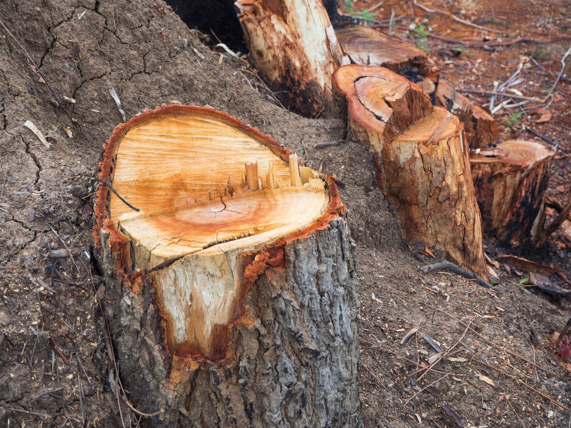 tree stump 