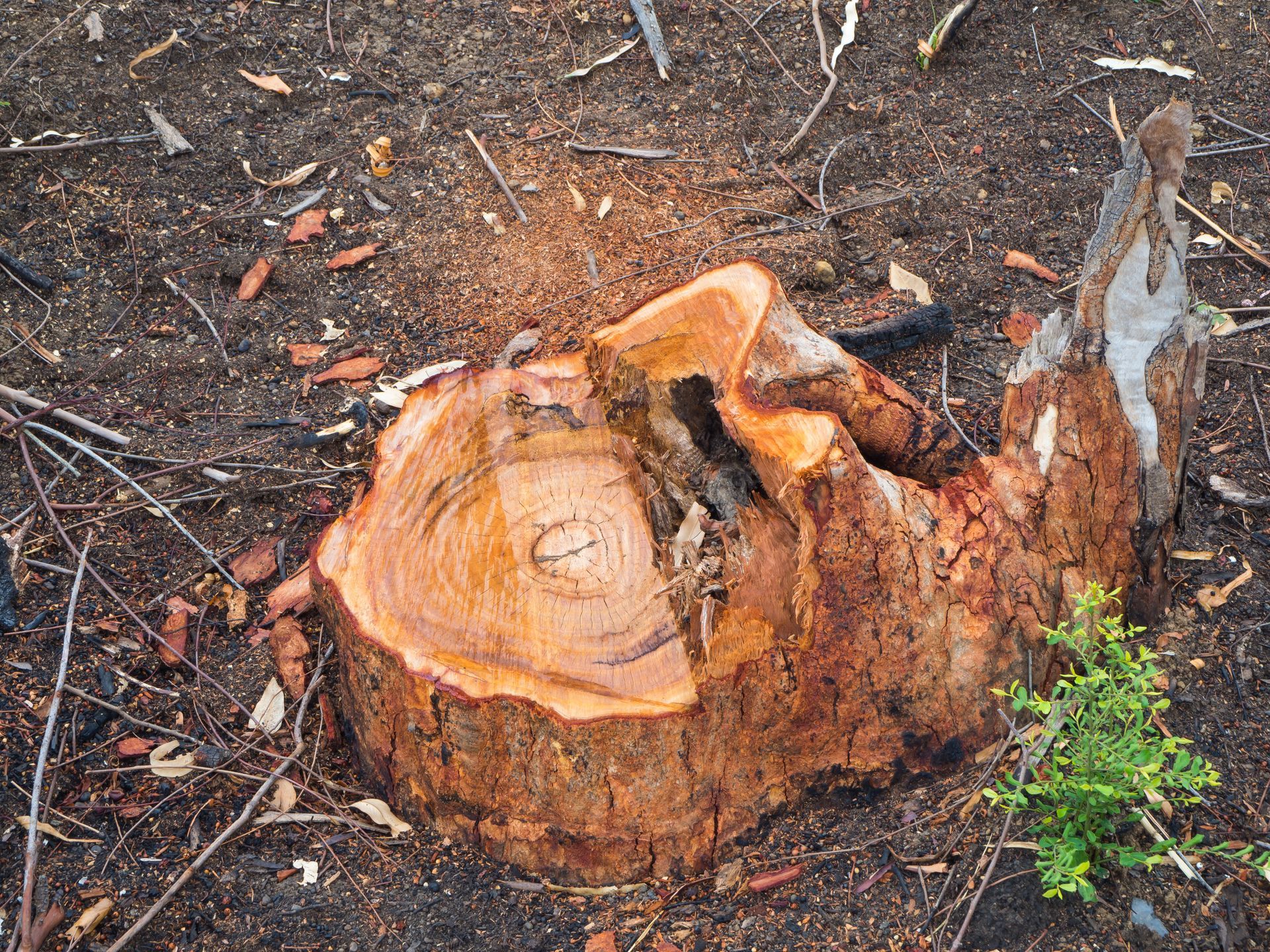 Stump Removal